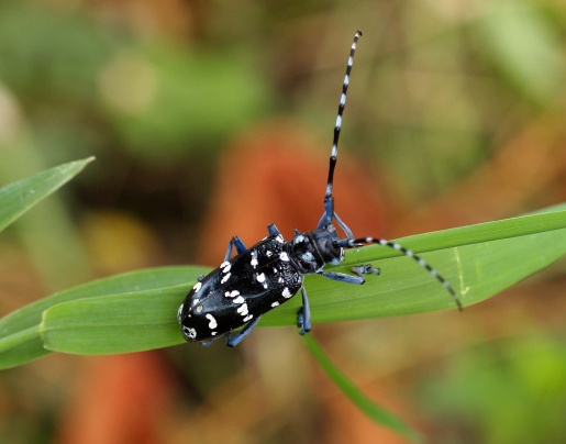 Citrus Longhorned Beetle